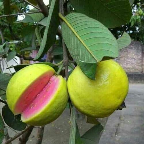 Ruby Supreme Pink Guava Tree - Live Plant in 3 Gallon Pot - Tropic...