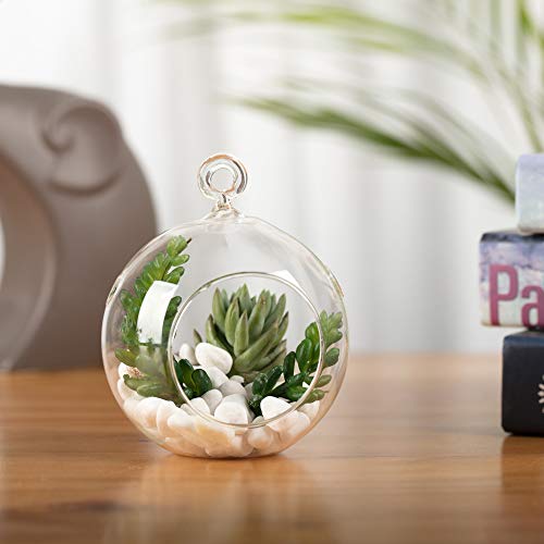 WGV Hanging Terrarium Globe, Width 4, Height 4.75, DIY Air Succu...