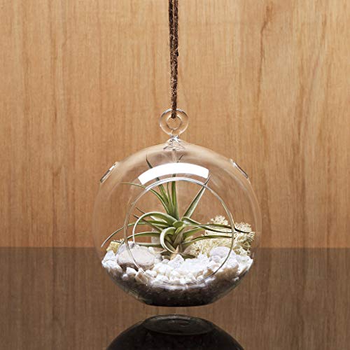 WGV Hanging Terrarium Globe, Width 4, Height 4.75, DIY Air Succu...