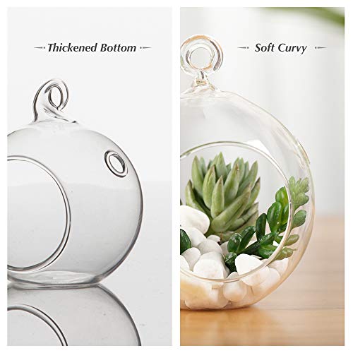 WGV Hanging Terrarium Globe, Width 4, Height 4.75, DIY Air Succu...