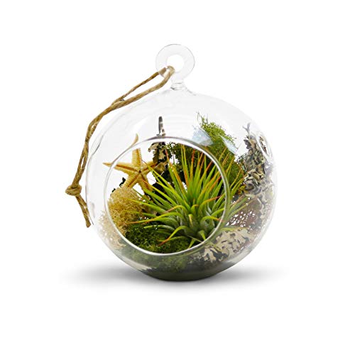 WGV Hanging Terrarium Globe, Width 4, Height 4.75, DIY Air Succu...