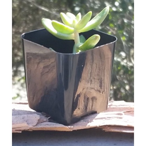 WH Garden Supply Pack of 2 Inch Plastic Flower Pots for Seedlings,...