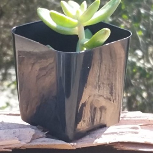 WH Garden Supply Pack of 2 Inch Plastic Flower Pots for Seedlings,...