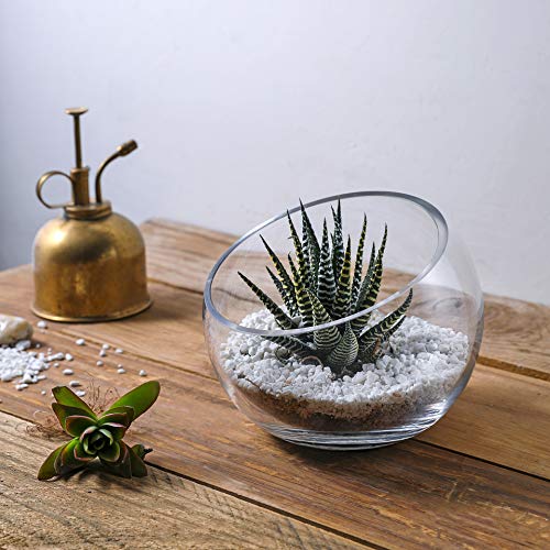 WHOLE HOUSEWARES Glass Slant Bowl Glass Terrarium Set of 2 Dia 6....