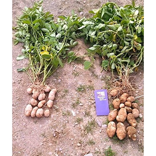Wildroot Organic Mycorrhizal Fungi Concentrate 16 Species Endo &...