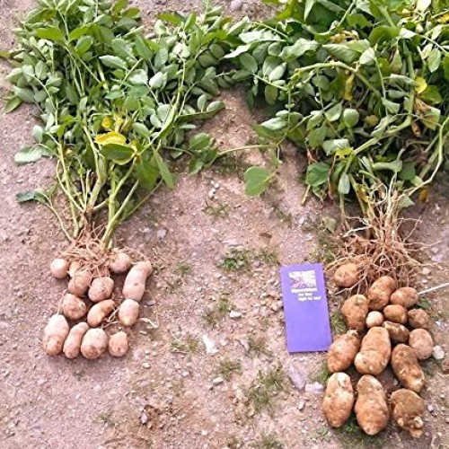Wildroot Organic Mycorrhizal Fungi Concentrate 16 Species Endo &...