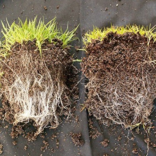Wildroot Organic Mycorrhizal Fungi Concentrate 16 Species Endo &...