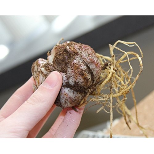 Mixed Oriental Lily Bulbs Pack of 8 - Fragrant Blooms!