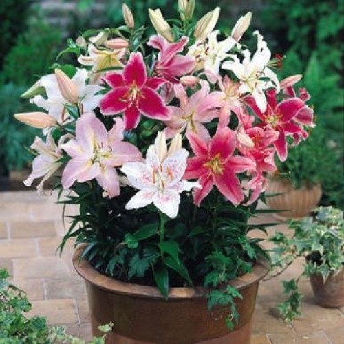 Mixed Oriental Lily Bulbs Pack of 8 - Fragrant Blooms!