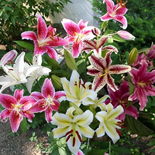 Mixed Oriental Lily Bulbs Pack of 8 - Fragrant Blooms!