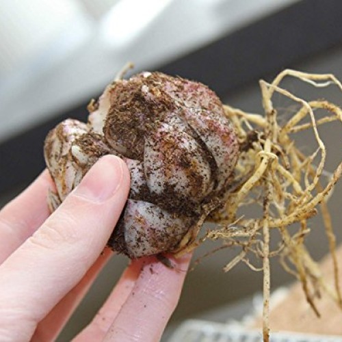 Casa Blanca Oriental Lilies 4 Bulbs Per Package - Perennial Flow...