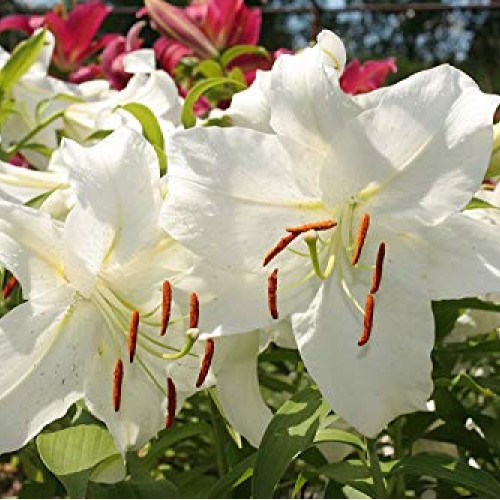 Casa Blanca Oriental Lilies 4 Bulbs Per Package - Perennial Flow...