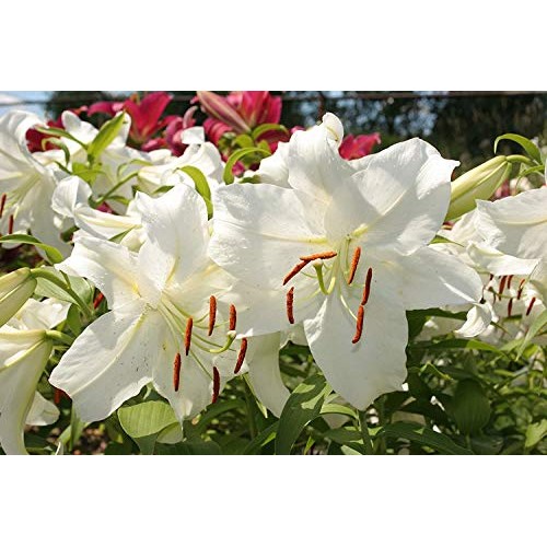 Casa Blanca Oriental Lilies 4 Bulbs Per Package - Perennial Flow...