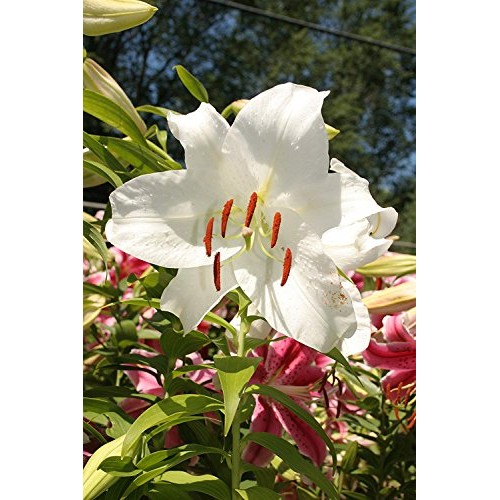 Casa Blanca Oriental Lilies 4 Bulbs Per Package - Perennial Flow...