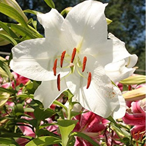 Casa Blanca Oriental Lilies 4 Bulbs Per Package - Perennial Flow...