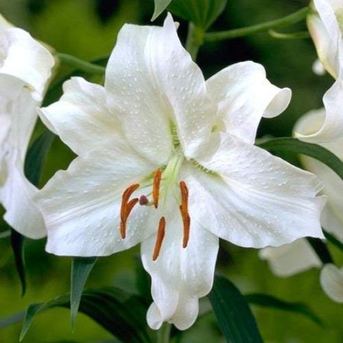 Casa Blanca Oriental Lilies 4 Bulbs Per Package - Perennial Flow...