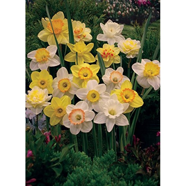 Mixed Daffodils 25 Bulbs - Assorted Colors Daffodil Narcissus Bu...