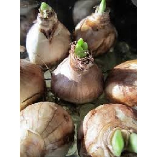Mixed Daffodils 25 Bulbs - Assorted Colors Daffodil Narcissus Bu...