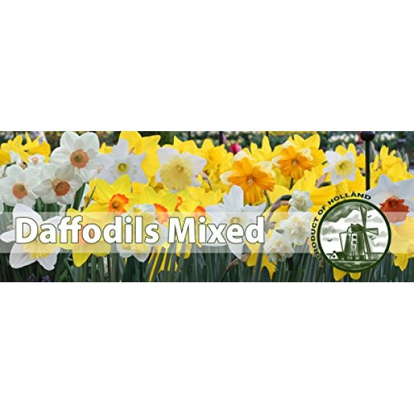 Mixed Daffodils 25 Bulbs - Assorted Colors Daffodil Narcissus Bu...