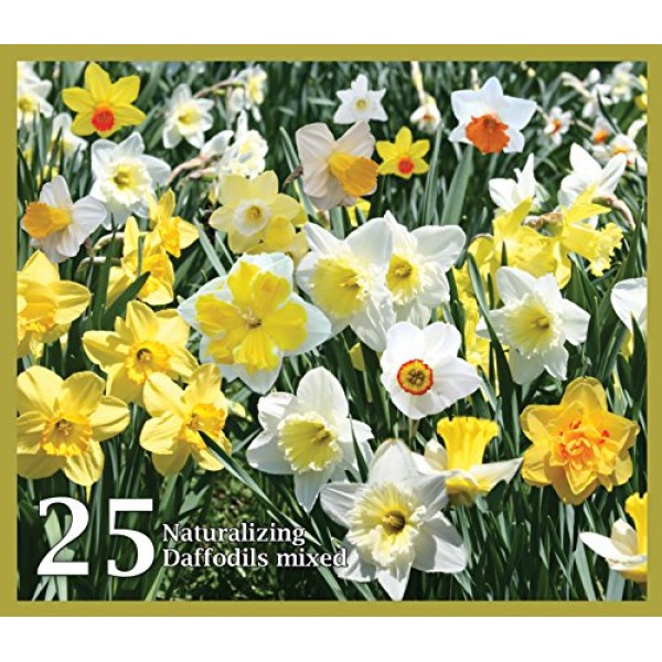 Mixed Daffodils 25 Bulbs - Assorted Colors Daffodil Narcissus Bu...