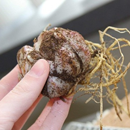 Mixed Oriental Lilies 8 Pack of Bulbs - Freshly Dug Lily Flower ...