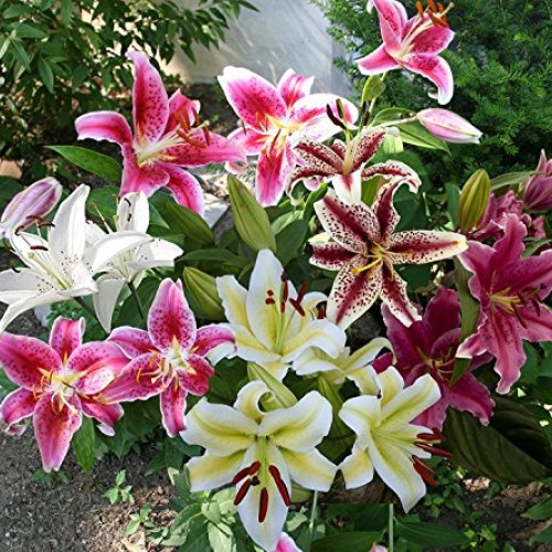 Mixed Oriental Lilies 8 Pack of Bulbs - Freshly Dug Lily Flower ...