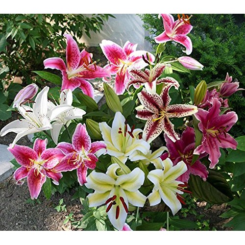 Mixed Oriental Lilies 8 Pack of Bulbs - Freshly Dug Lily Flower ...