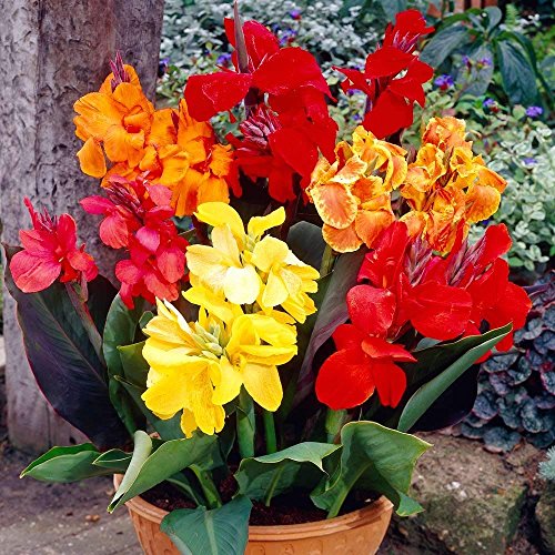 Mixed Tall Canna Lily Value Pack 6 Bulbs Per Package - Assorted ...