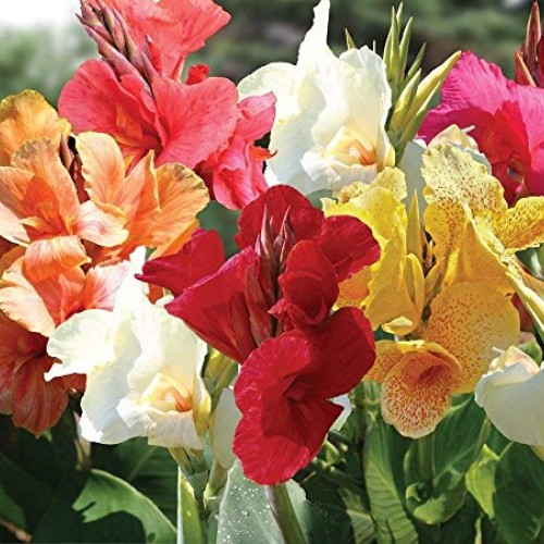 Mixed Tall Canna Lily Value Pack 6 Bulbs Per Package - Assorted ...