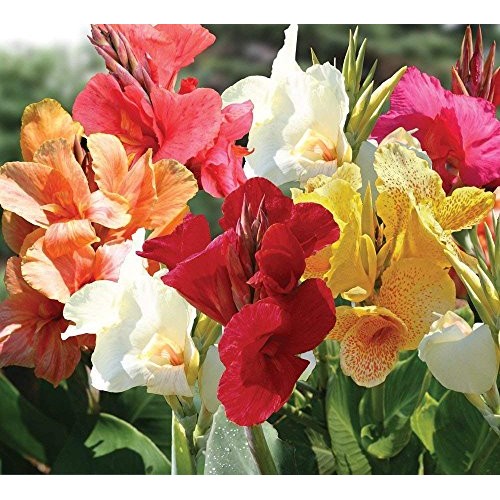 Mixed Tall Canna Lily Value Pack 6 Bulbs Per Package - Assorted ...