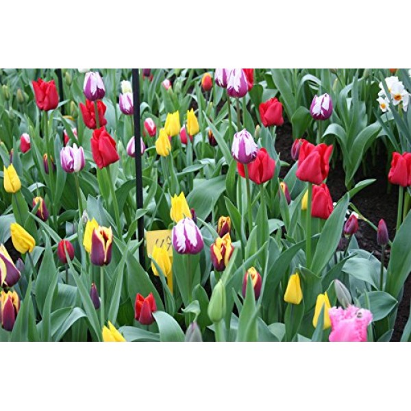 Mixed Triumph Tulips 25 Bulbs - Assorted Colors of Tulip Bulbs b...
