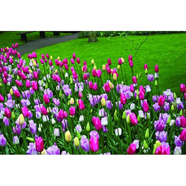 Mixed Triumph Tulips 25 Bulbs - Assorted Colors of Tulip Bulbs b...