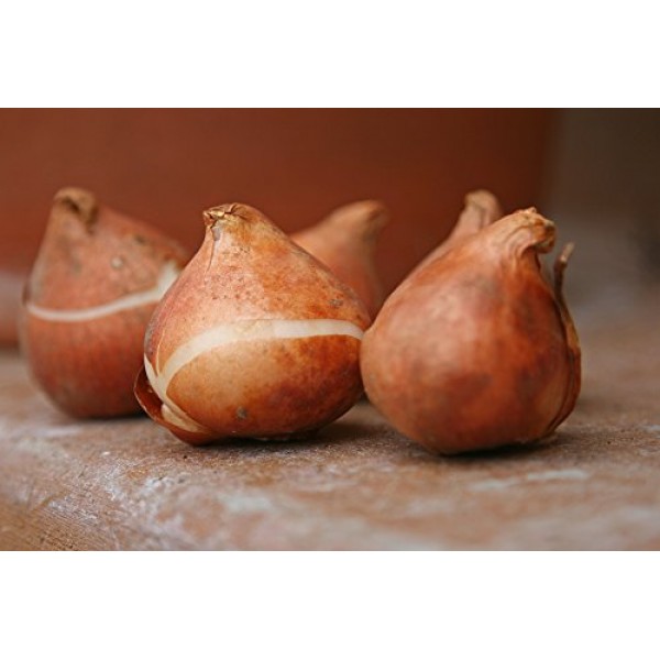Mixed Triumph Tulips 25 Bulbs - Assorted Colors of Tulip Bulbs b...