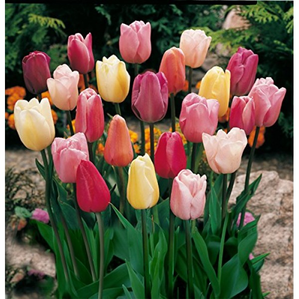 Mixed Triumph Tulips 25 Bulbs - Assorted Colors of Tulip Bulbs b...