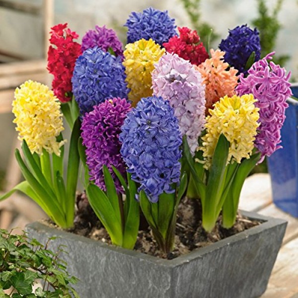 Willard & May Mixed Color Hyacinth Bulbs - 12 Bulbs - Fragrant Hya...