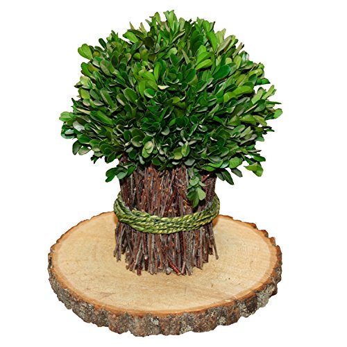 Basswood Round Unsanded, Pack of 4, 7-9 inch Diameter x 1 inch Thick