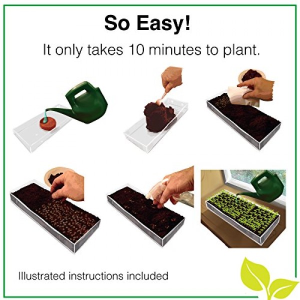 Microgreen Organic Sunflower 3 Pack Refill – Pre-measured Soil + S...