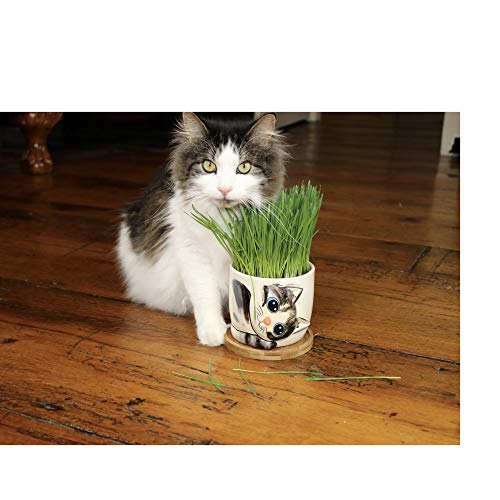 Window Garden - Cat Grass Growing Kit with Kitty Pot Planter - Pur...