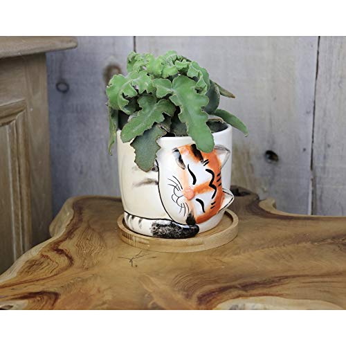 Window Garden - Cat Grass Growing Kit with Kitty Pot Planter - Pur...
