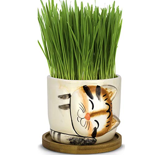 Window Garden - Cat Grass Growing Kit with Kitty Pot Planter - Pur...