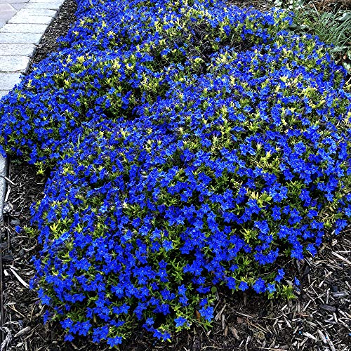 Lithodora difusa, Goldn Sapphires Gromwells, 3 2.6x3.5