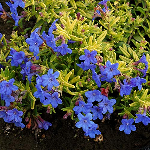 Lithodora difusa, Goldn Sapphires Gromwells, 3 2.6x3.5