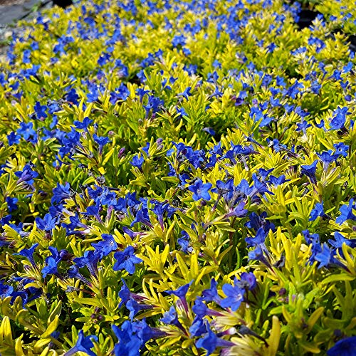 Lithodora difusa, Goldn Sapphires Gromwells, 3 2.6x3.5