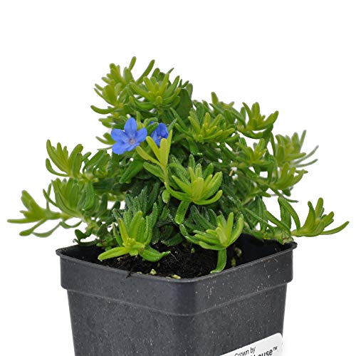 Lithodora difusa, Goldn Sapphires Gromwells, 3 2.6x3.5