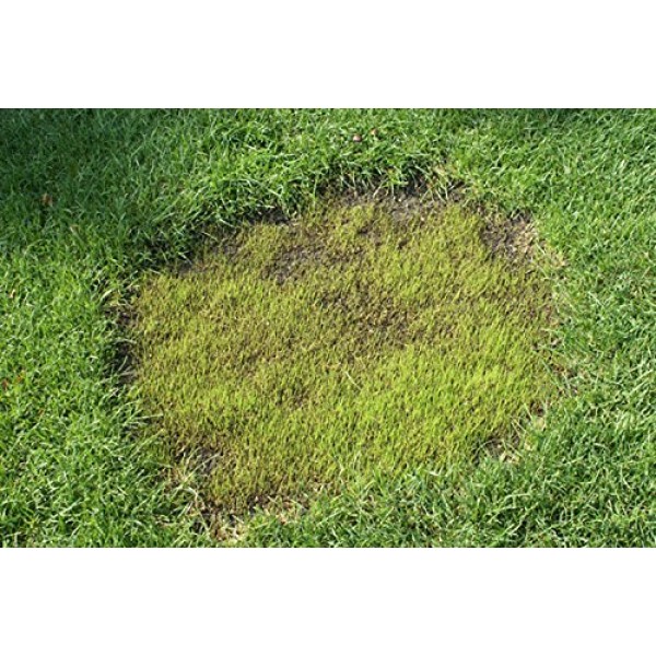 X-Seed Complete Lawn Fix Lawn Repair Mix Sun to Shade, 4.5-Pound
