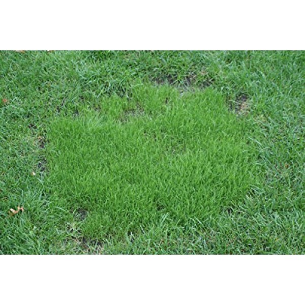 X-Seed Complete Lawn Fix Lawn Repair Mix Sun to Shade, 4.5-Pound