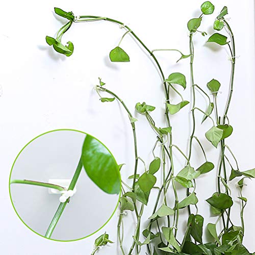 xiaopingguo Plant Climbing Wall Fixture Clips Vine Plant Climbing ...