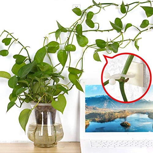 xiaopingguo Plant Climbing Wall Fixture Clips Vine Plant Climbing ...
