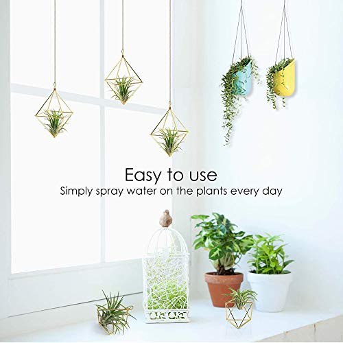 Xinzi Air Plants Live Holders,Tillandsia Rack,Home Decoration,Geom...