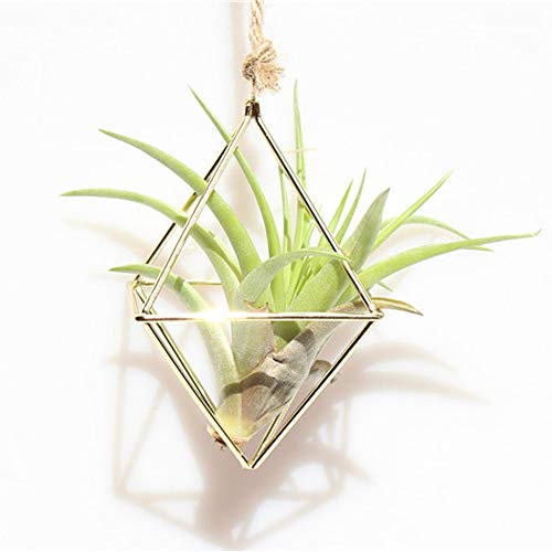 Xinzi Air Plants Live Holders,Tillandsia Rack,Home Decoration,Geom...